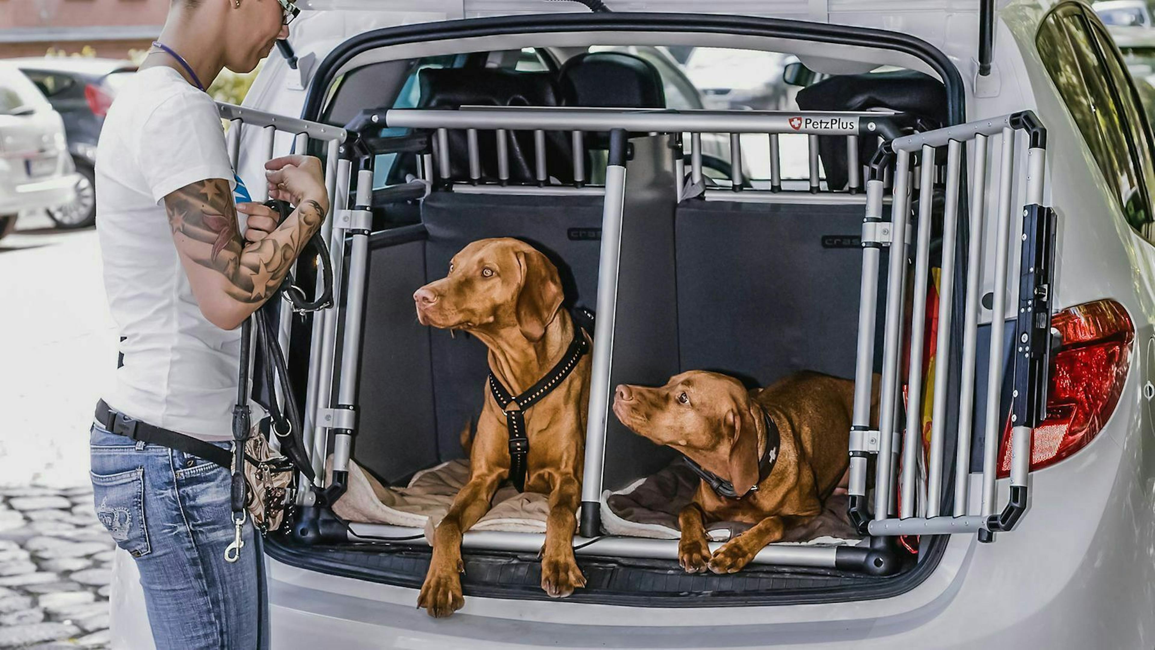 Zwei braune Hunde liegen in einer Doppel-Transportbox für Hunde im Kofferraumk eines SUV während die Besitzerin davor steht.