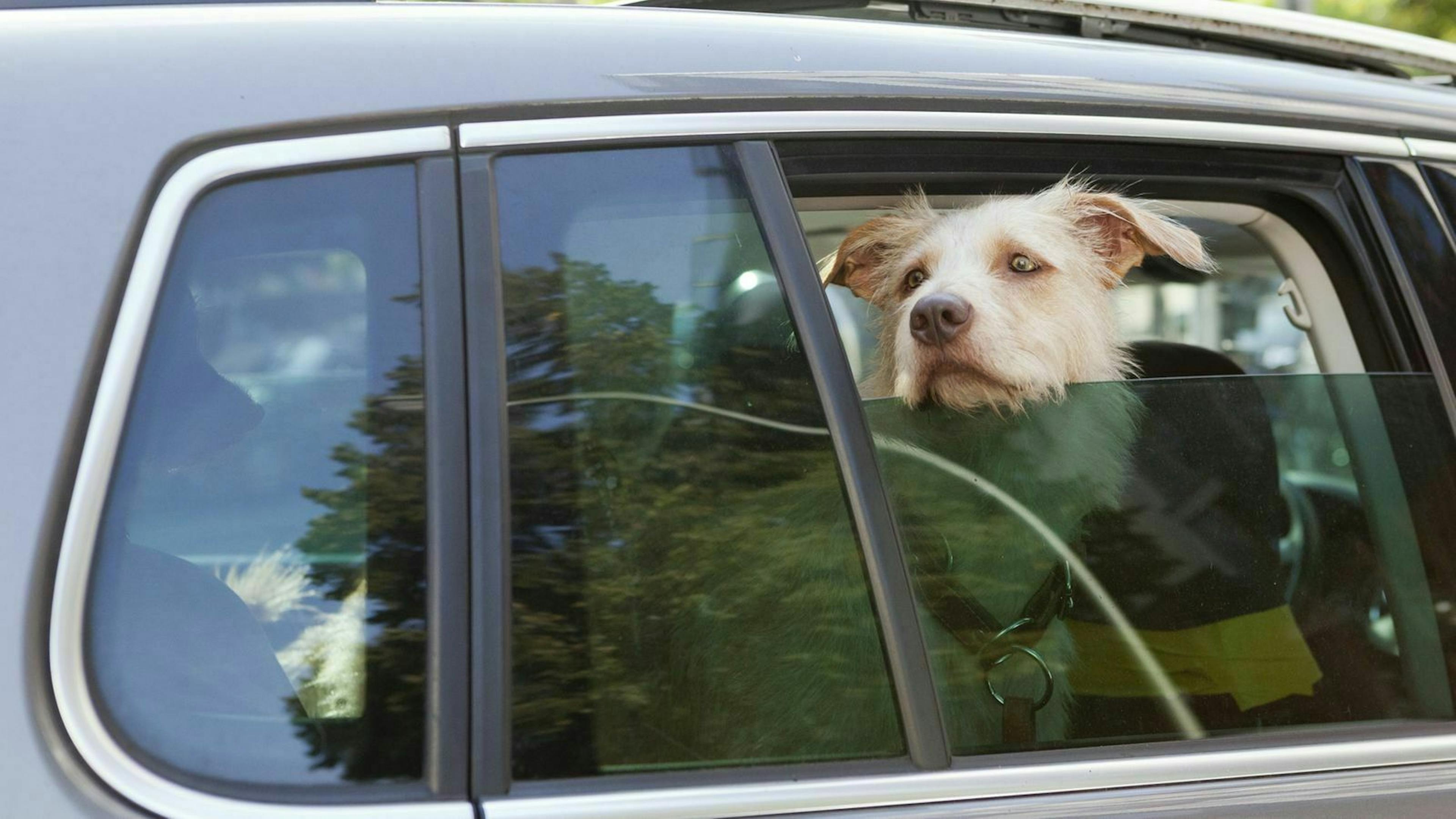 Zu sehen ist ein Hund in einem Auto
