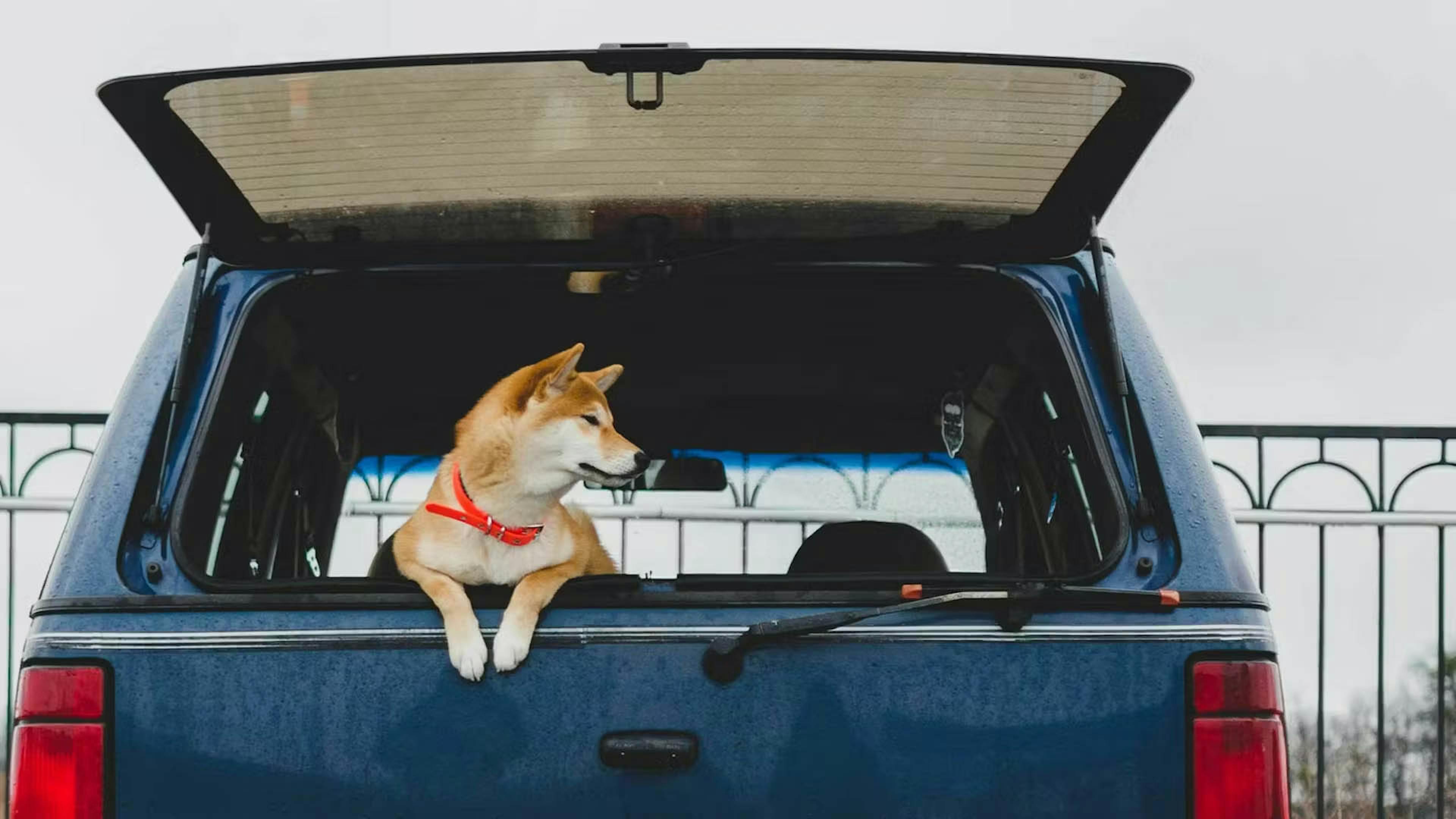  Ein Hund mit rotem Halsband schaut aus dem geöffneten Kofferraum eines blauen Autos.