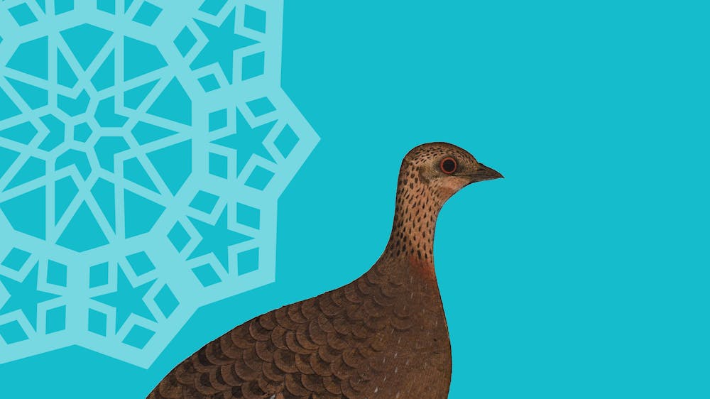 photo of a mughal painting of a partridge with a teal background and a light blue image of a jali pattern.