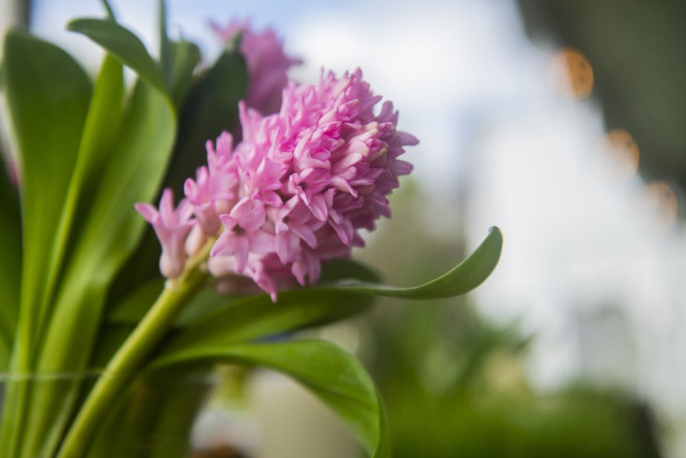Photo of a pink hyacinth flower in full bloom in a clear vase with vibrant leaves curling upwards. 