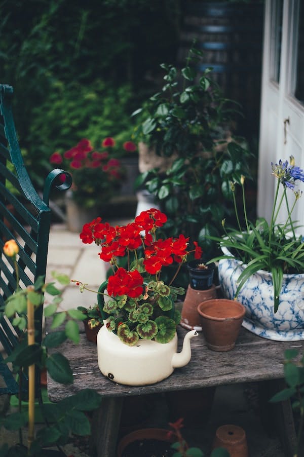 Red plants in a tea kettle on a garden bench. Photo by Annie Spratt on Unsplash