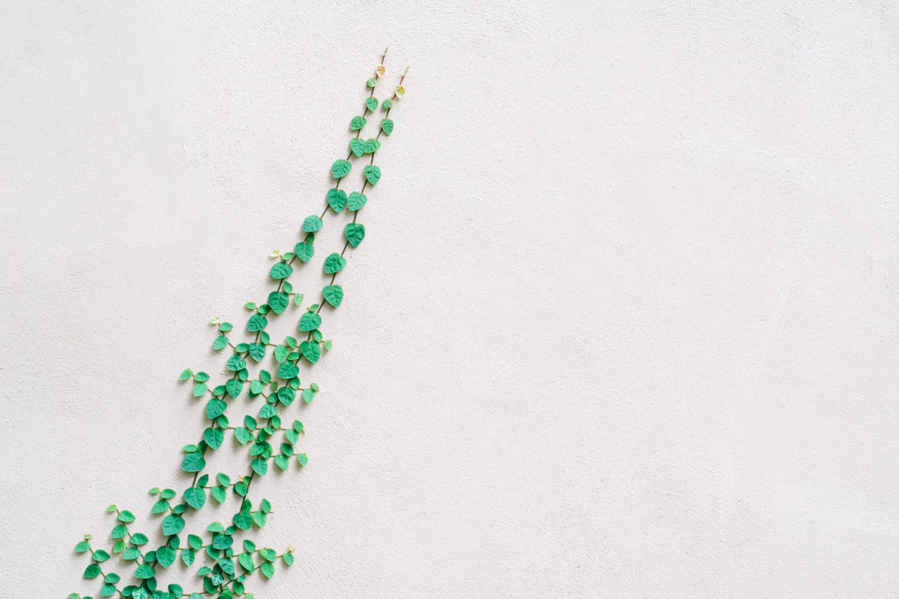 Influencer marketing for your marketplace platform
