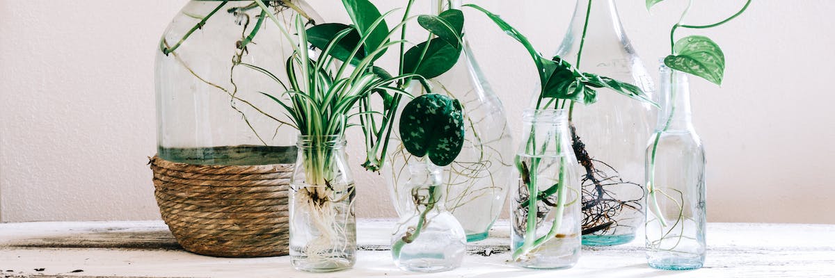 Avocado plants in transparent glass bottles