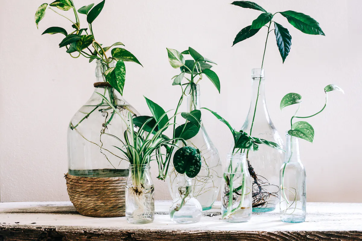 Avocado plants in transparent glass bottles