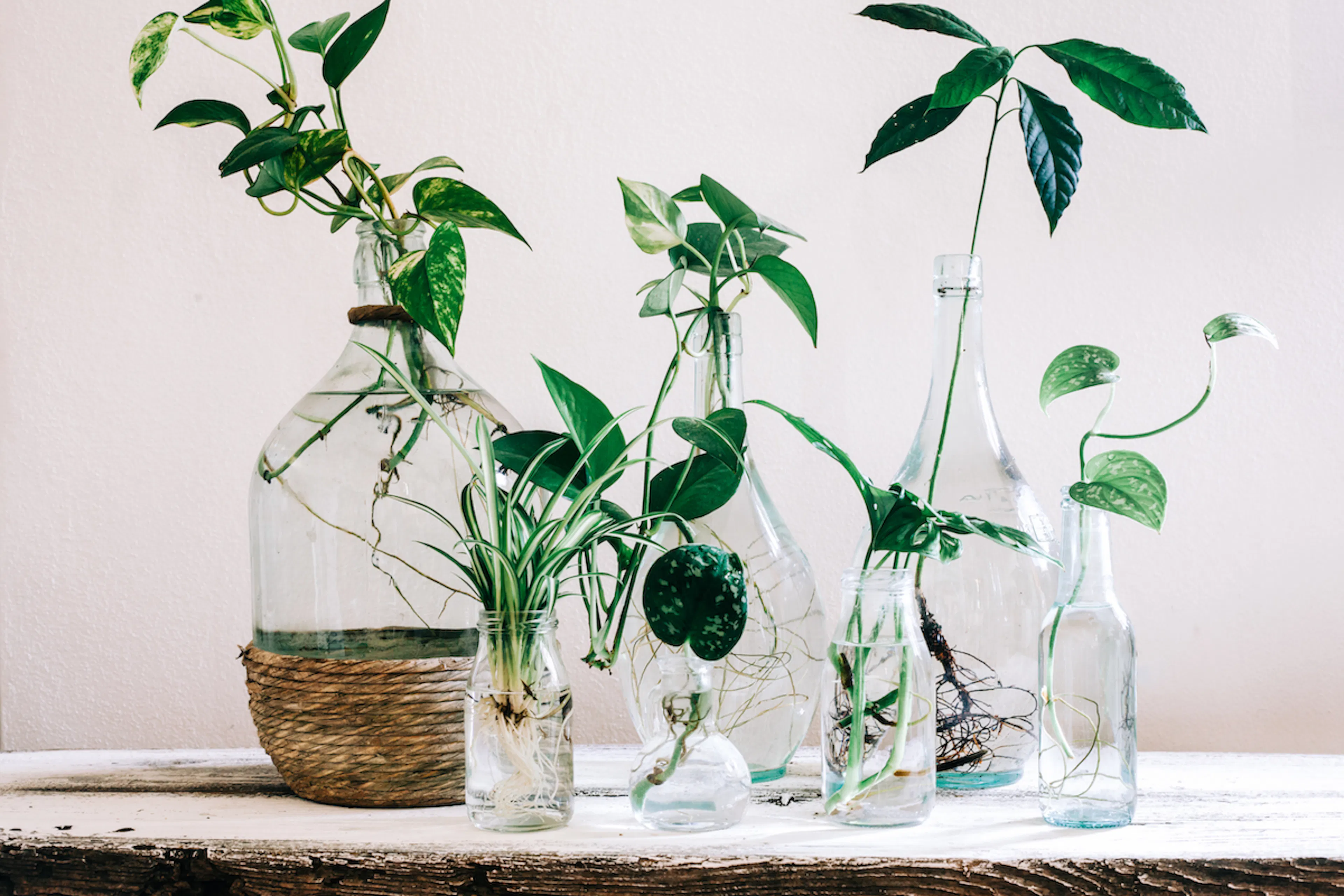 Avocado plants in transparent glass bottles