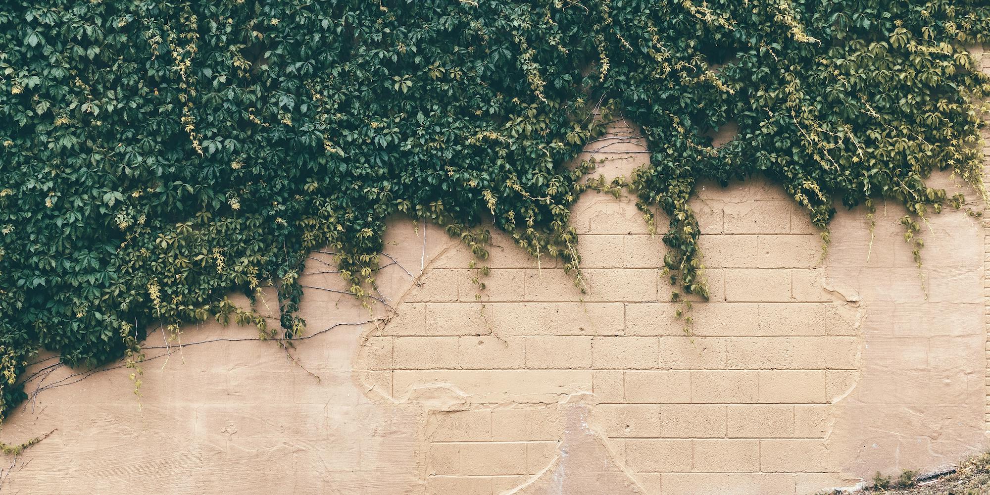 A robust green leaf plant covering a concrete wall