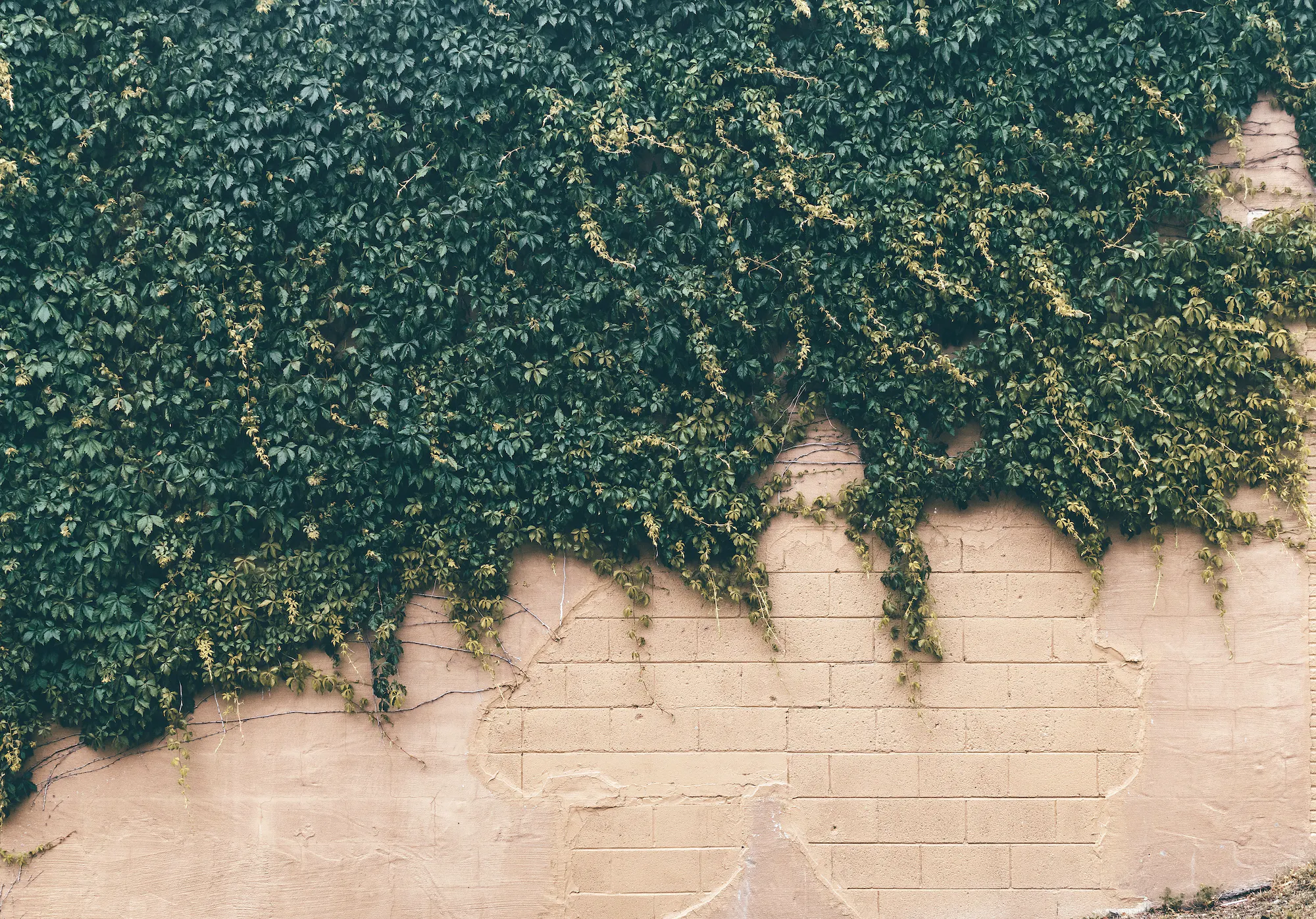 A robust green leaf plant covering a concrete wall