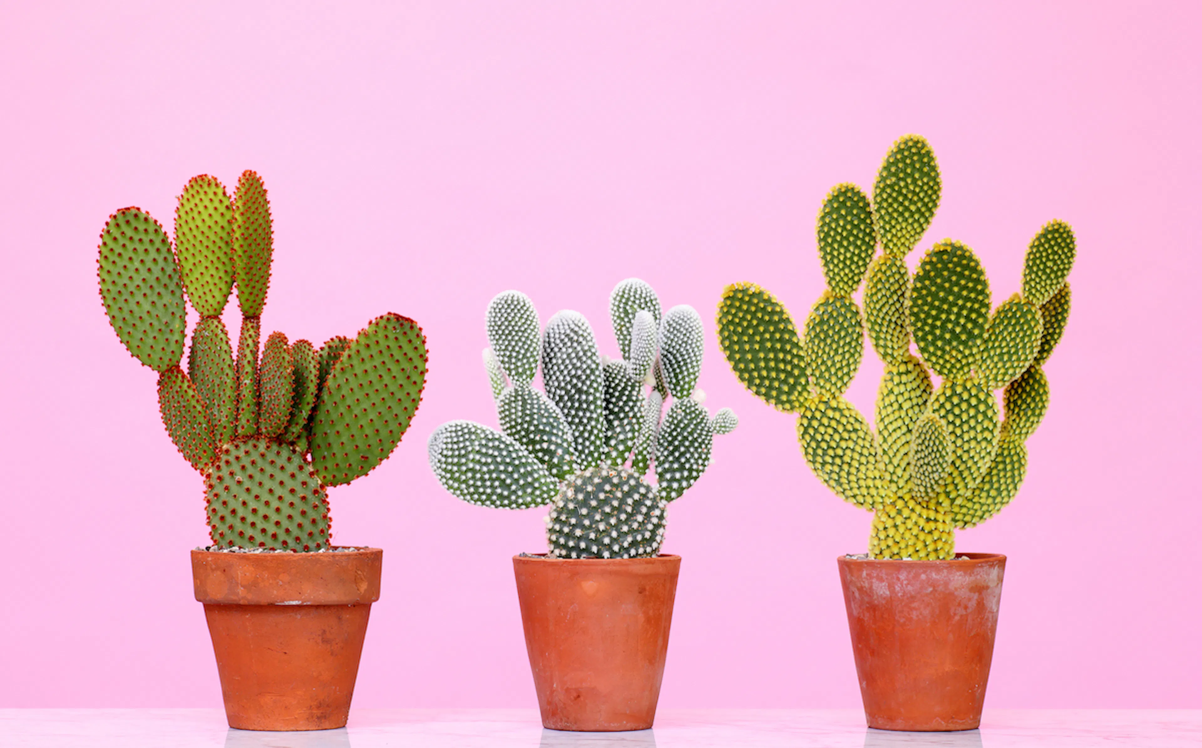Three thriving cacti in small terracotta pots on pink surface and pink background.