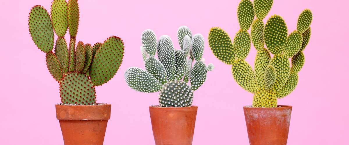 Three thriving cacti in small terracotta pots on pink surface and pink background.