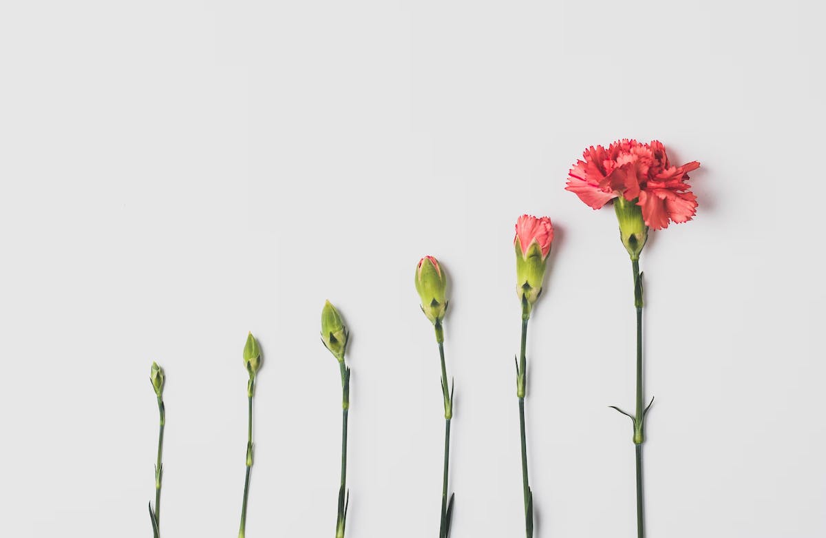 A row of six carnations in from bud to bloom on a grey flat surface. The carnations in bloom are a soft red color.