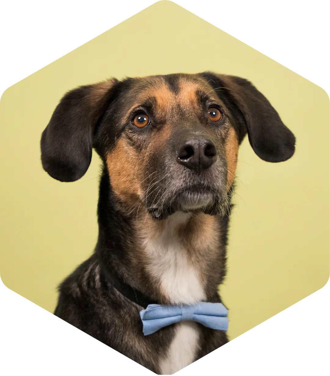 Portrait of Sanjo the dog on a green background, wearing a blue bow tie.