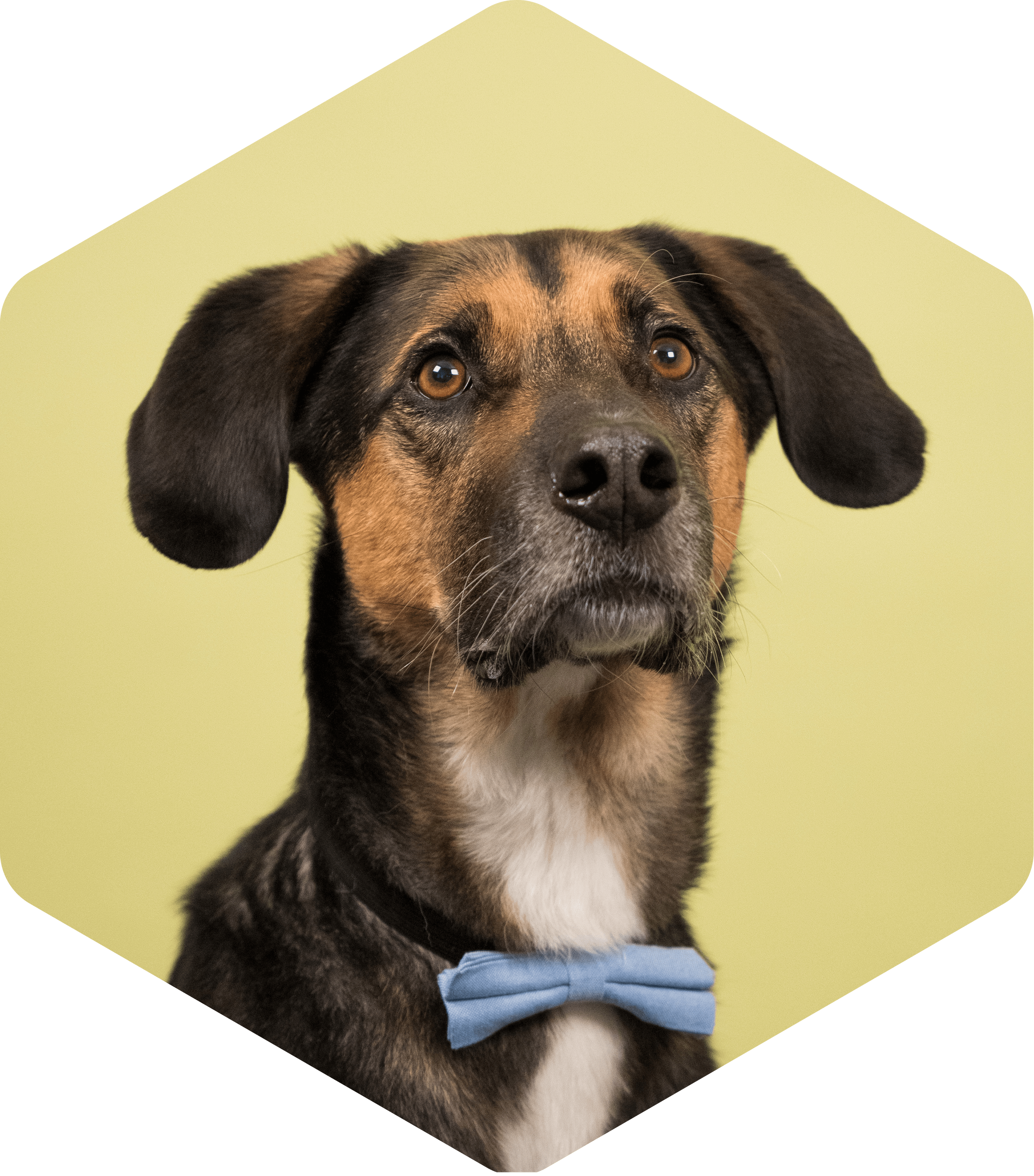 Portrait of Sanjo the dog on a green background, wearing a blue bow tie.