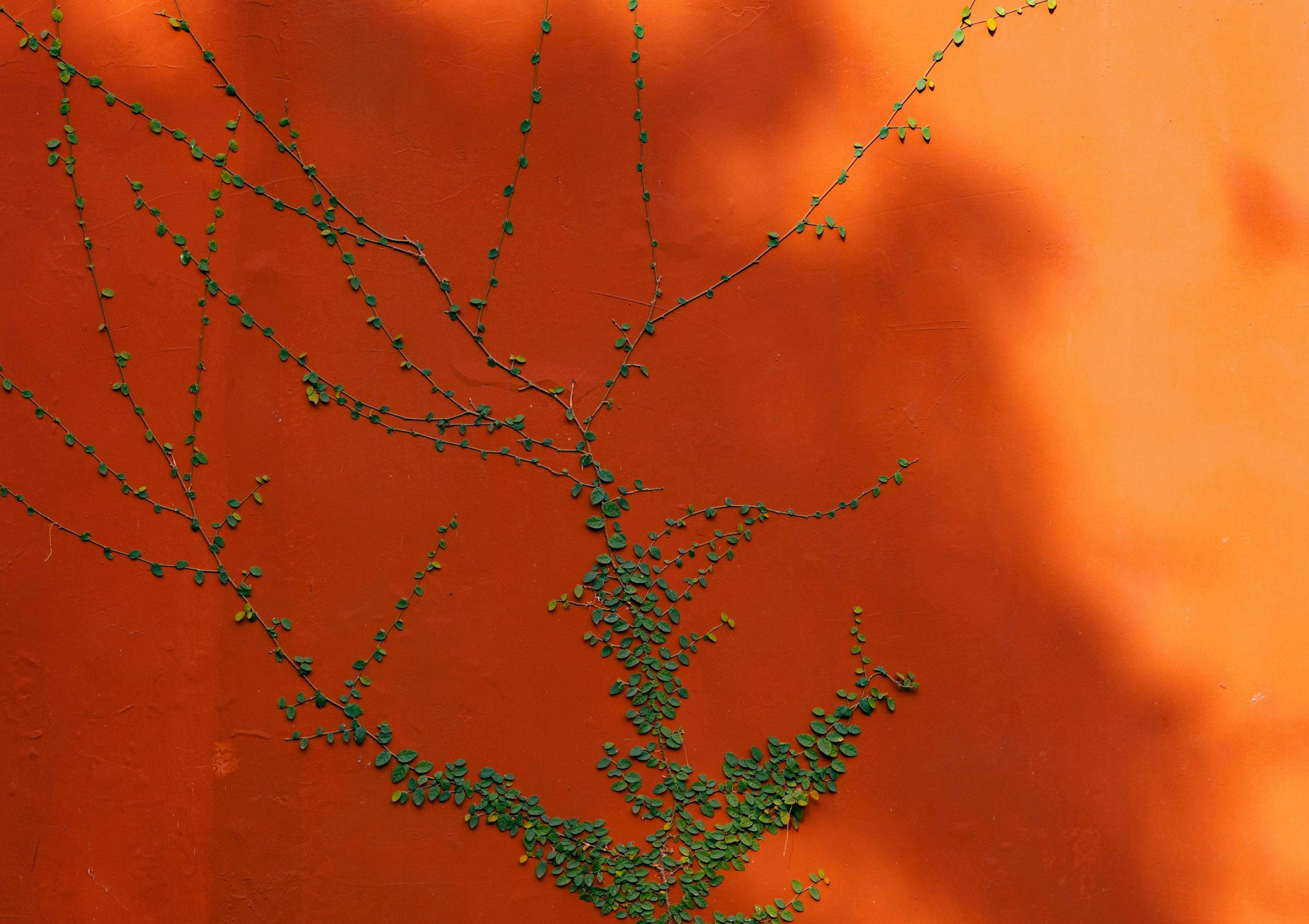 A red wall with a green vine growing on it.