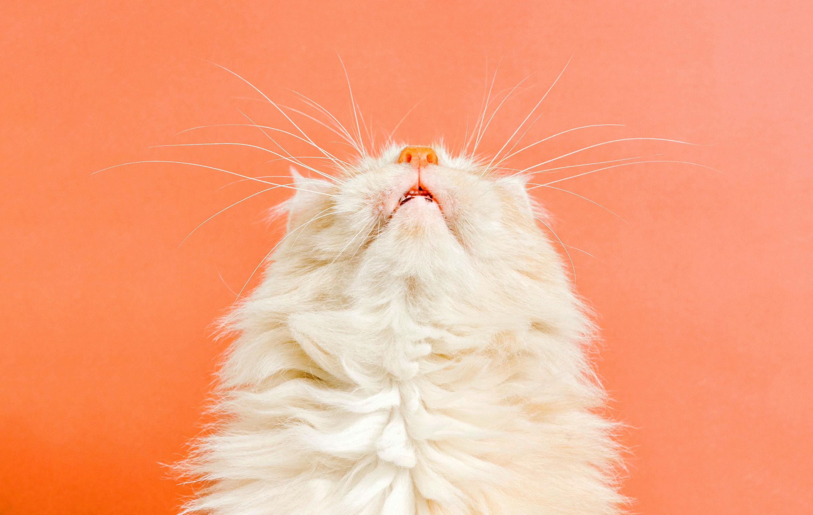 How to launch your online marketpalce