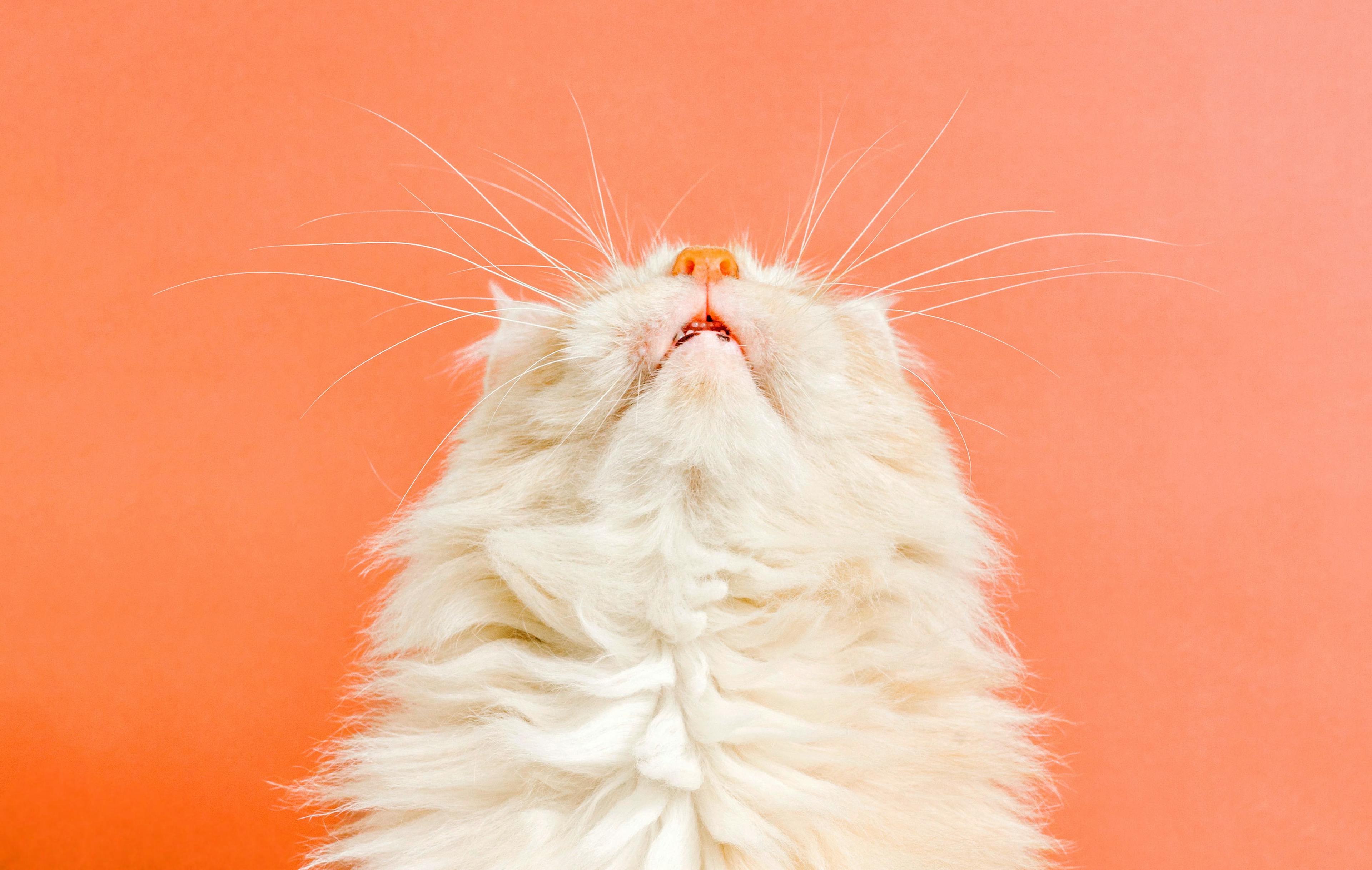 How to launch your online marketpalce