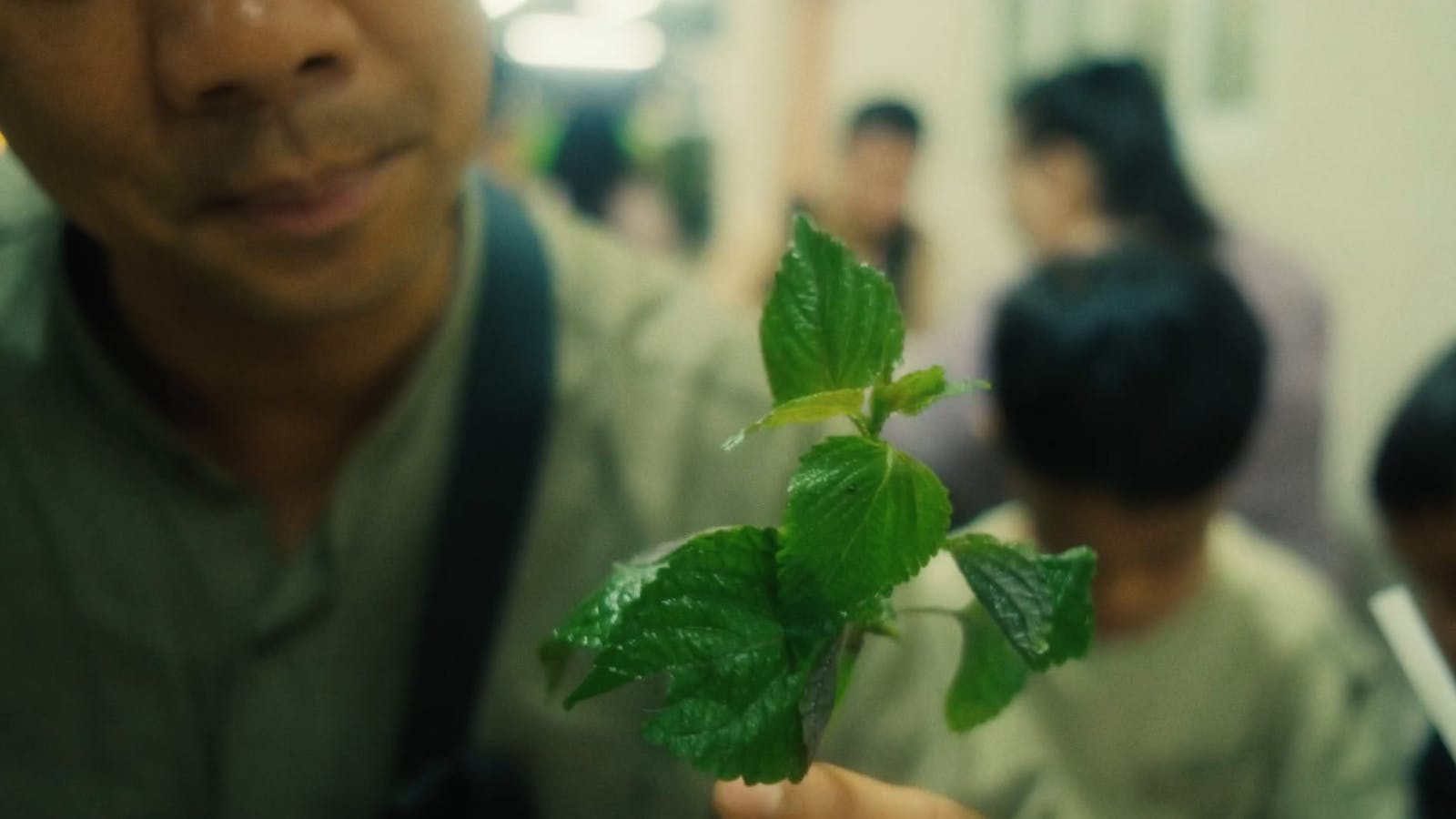 Our eponymous shiso leaves