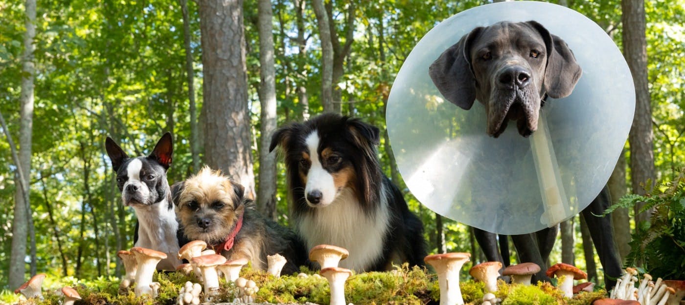 "Strays" від Universal Pictures