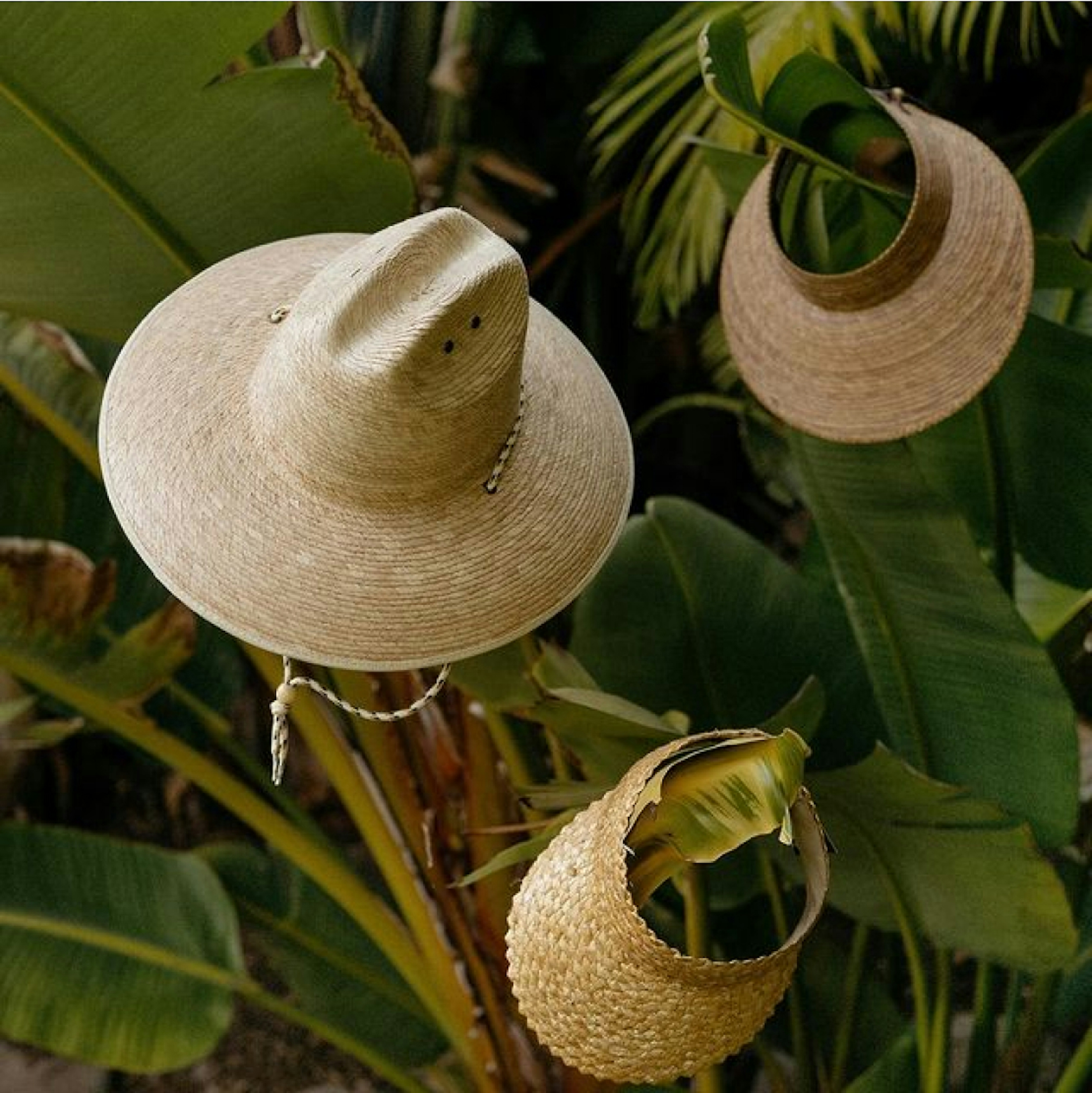 Some Hemlock hats in a tree