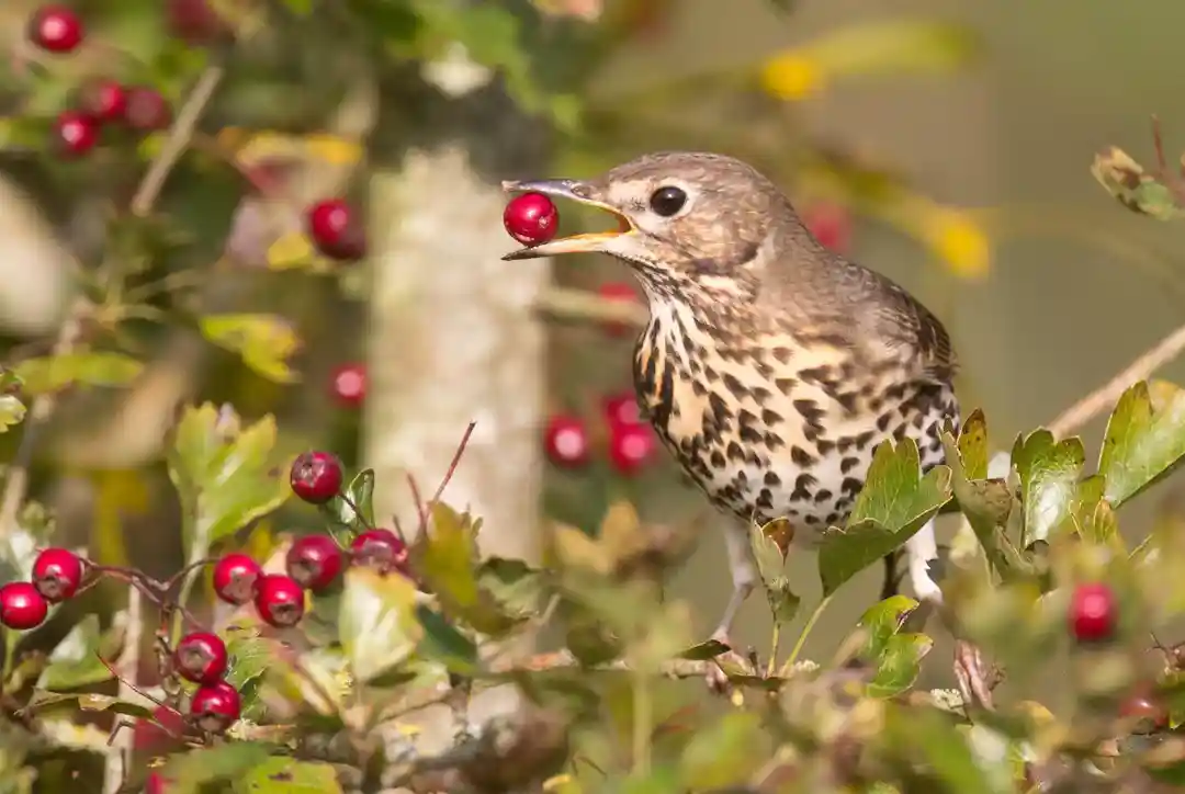 Faute de grives, on mange des merles - 프랑스어 속담 | 지름길 프랑스어