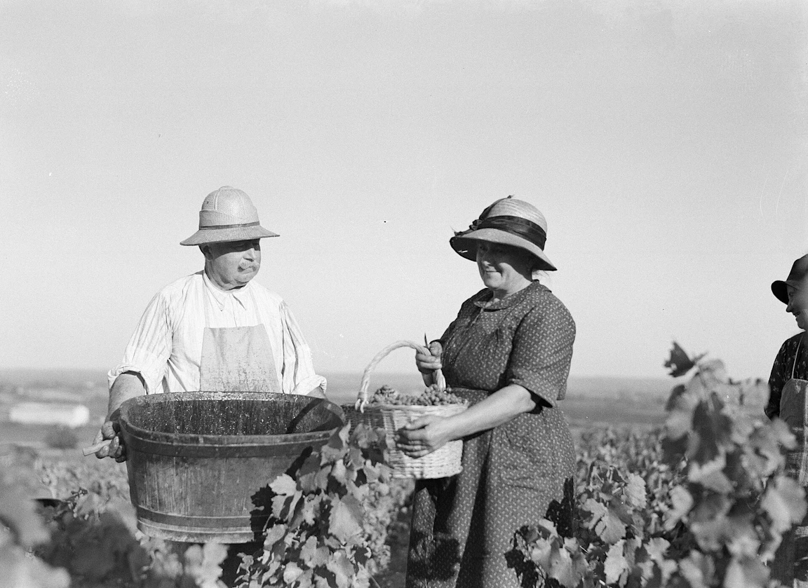 1935년 Beaujolais 포도밭에서 바구니를 들고 포도를 따는 사람들을 찍은 흑백 사진