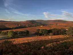 11월 셋째 목요일의 햇와인, 보졸레 누보(Beaujolais nouveau)