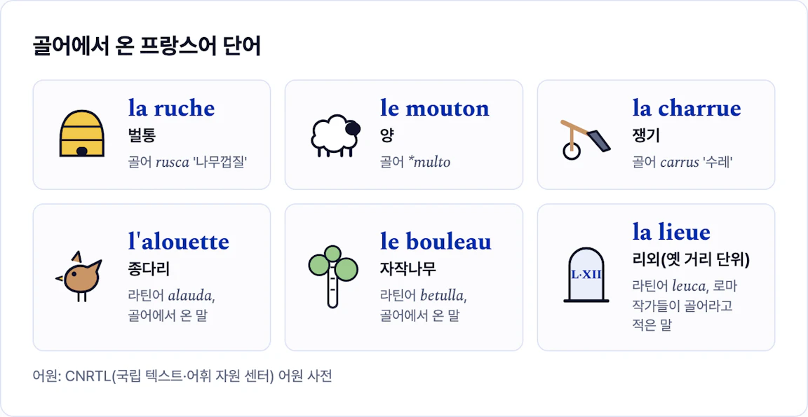 골어에서 온 프랑스어 단어 la ruche, le mouton, la charrue, l'alouette, le bouleau, la lieue 와 그 어원