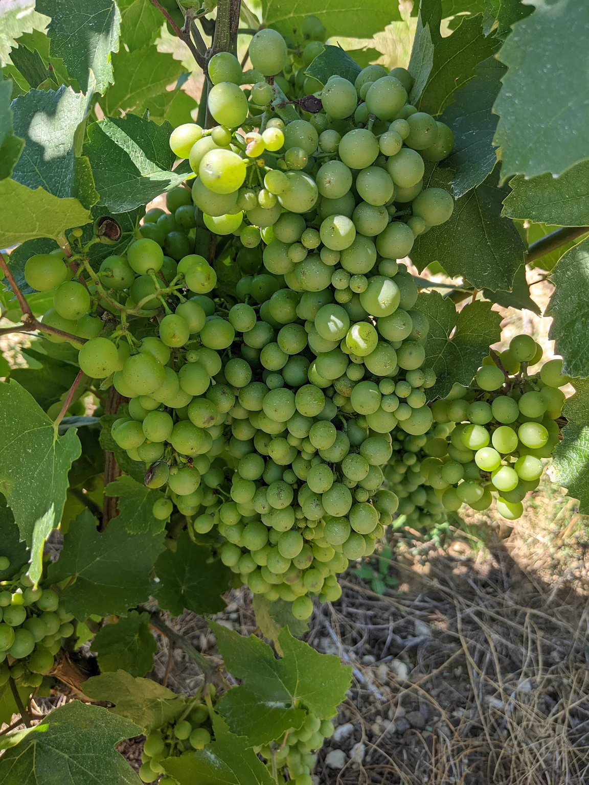 잎 사이에 매달린 아직 초록빛인 gamay 포도송이