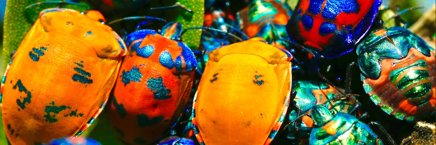 Failure Hunting - The quest for a better Quality of Experience