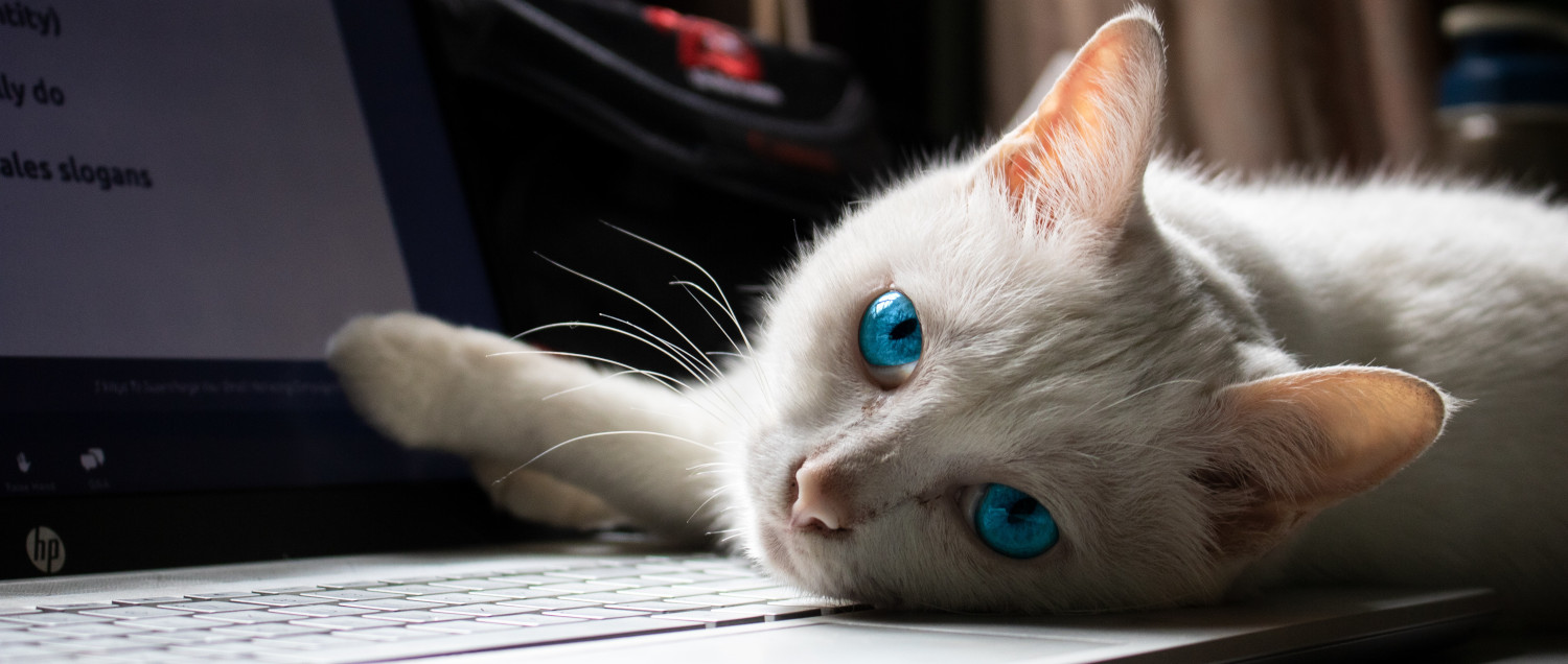 My six weeks in the Showmax R&D team