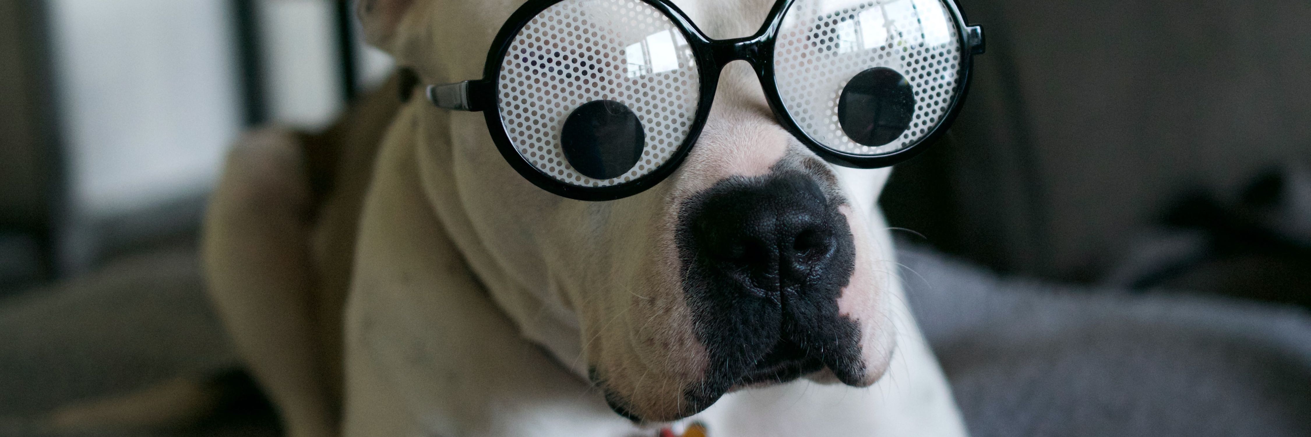 Showmax for students