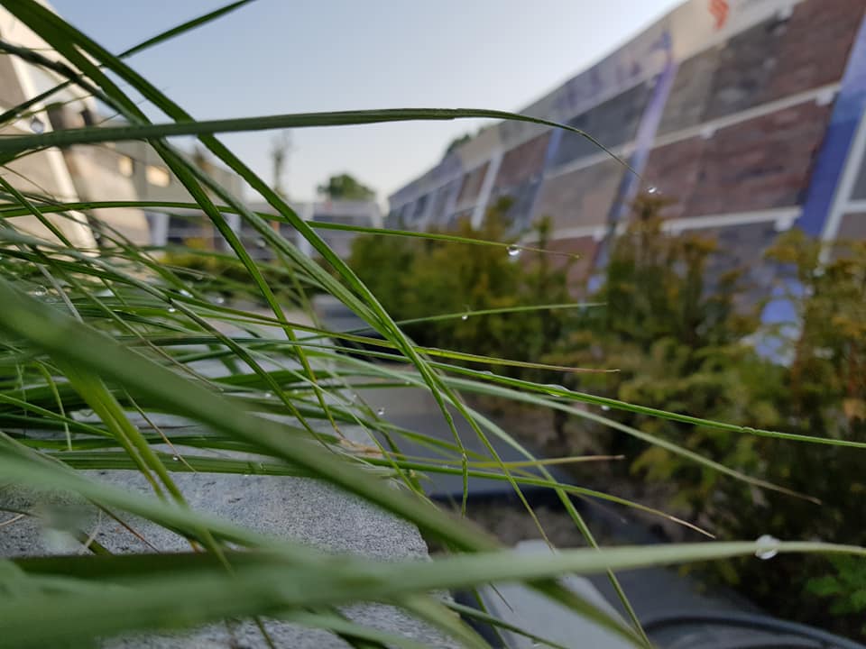 Showtuin van der Schee