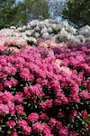 Showtuin van der Schee