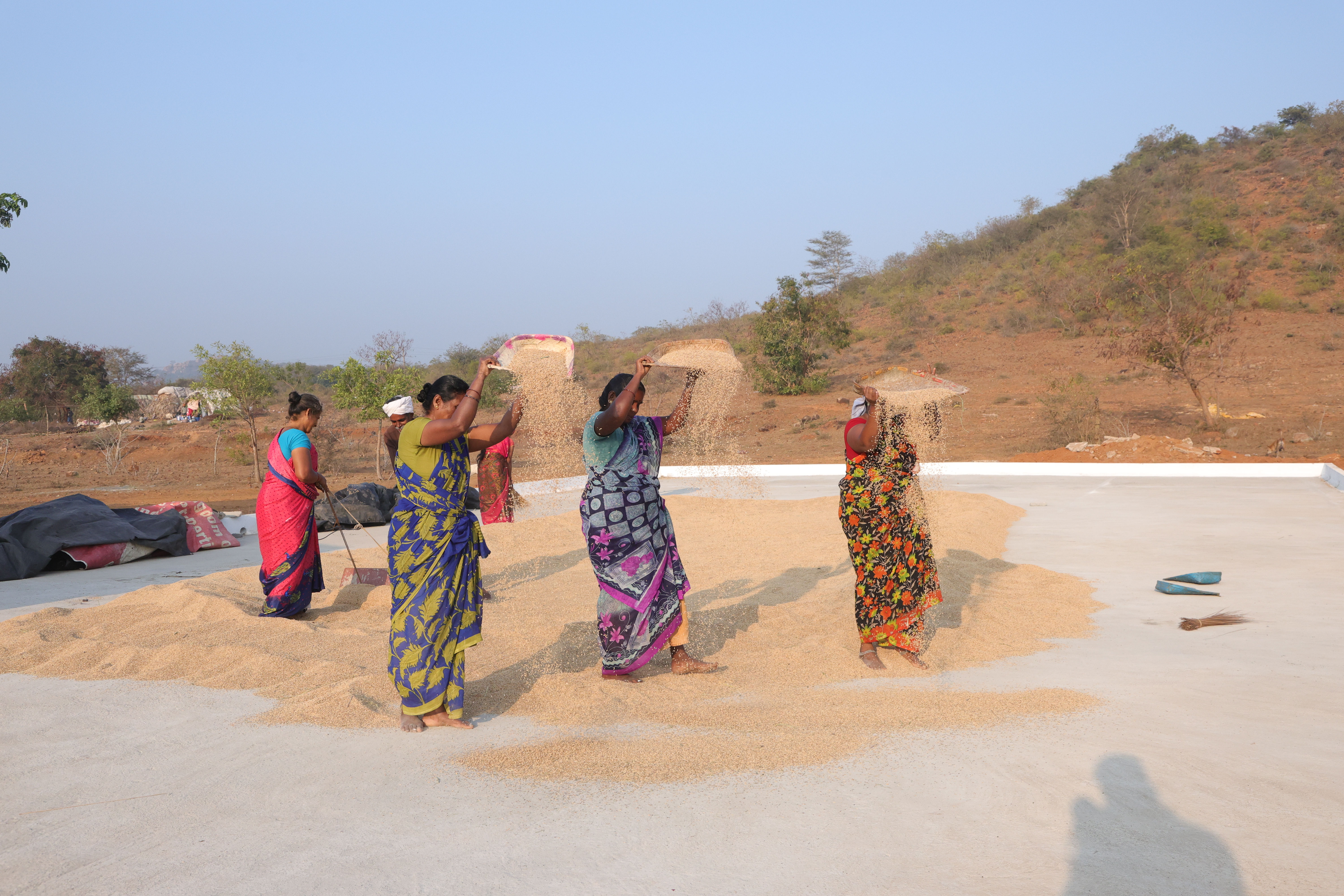 Femmes indiennes versant des céréales sur une plateforme de séchage construite pour les agriculteurs