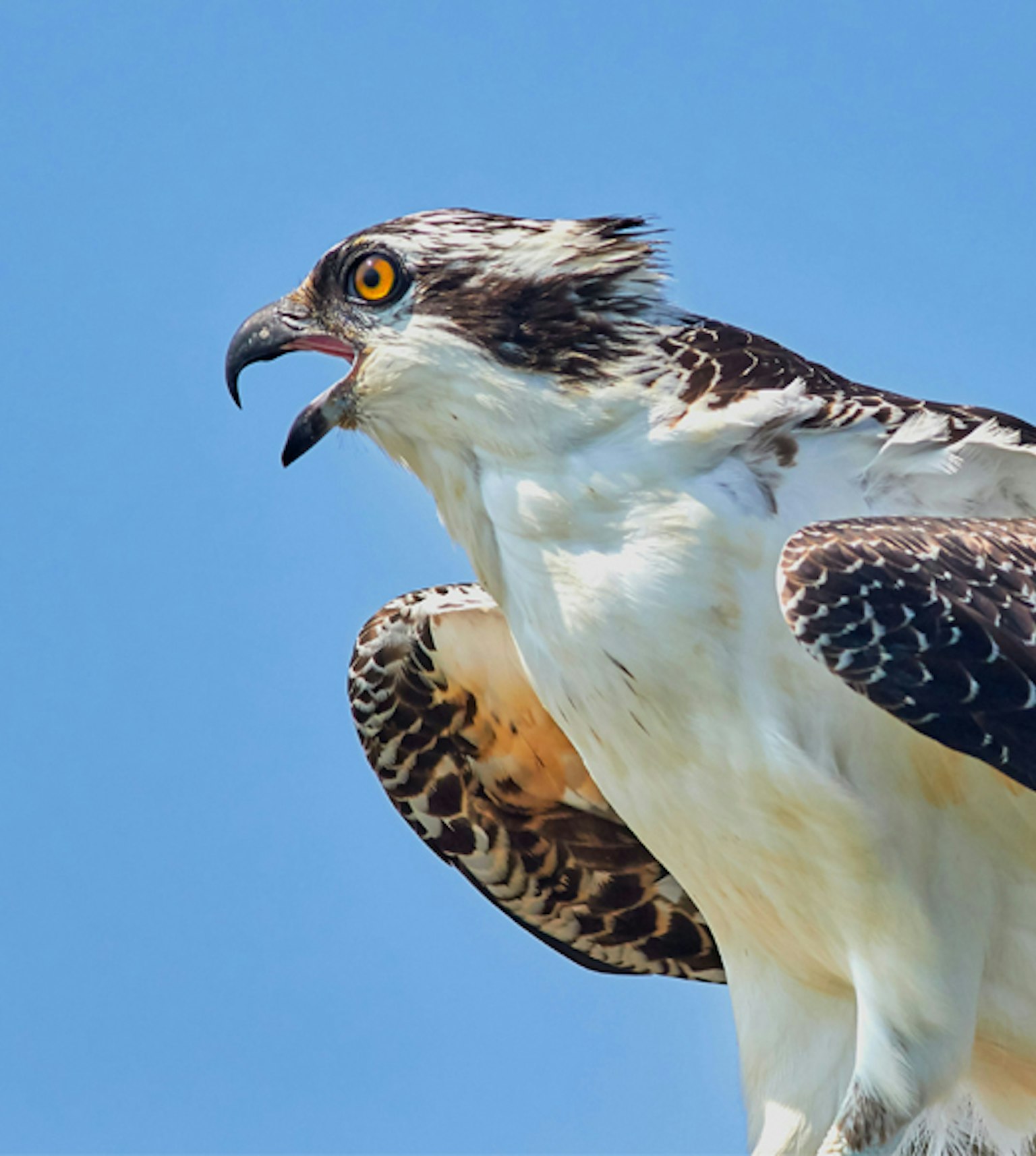 Aigle de profil avec le bec ouvert