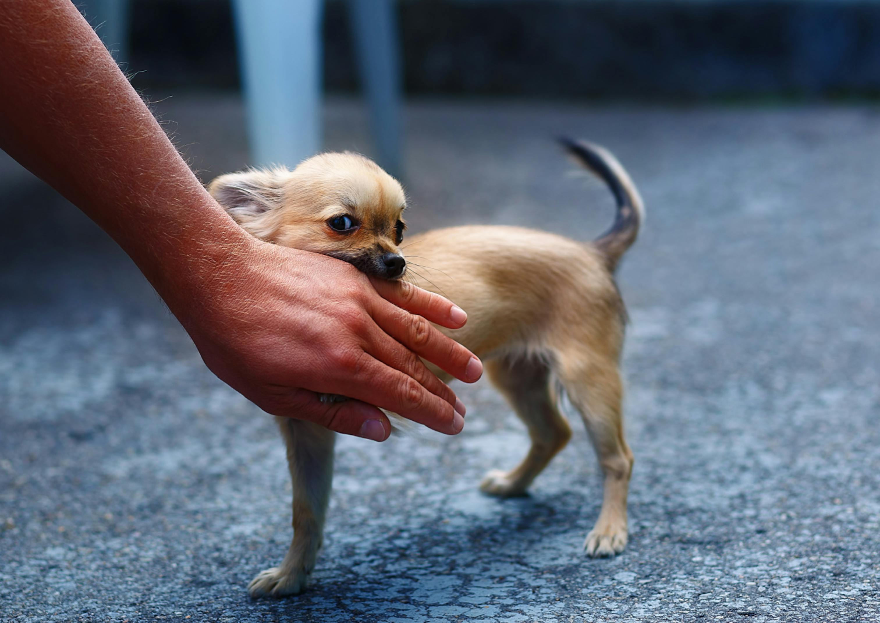 5 Common Questions About Minnesota Dog Bite Law SiebenCarey SiebenCarey