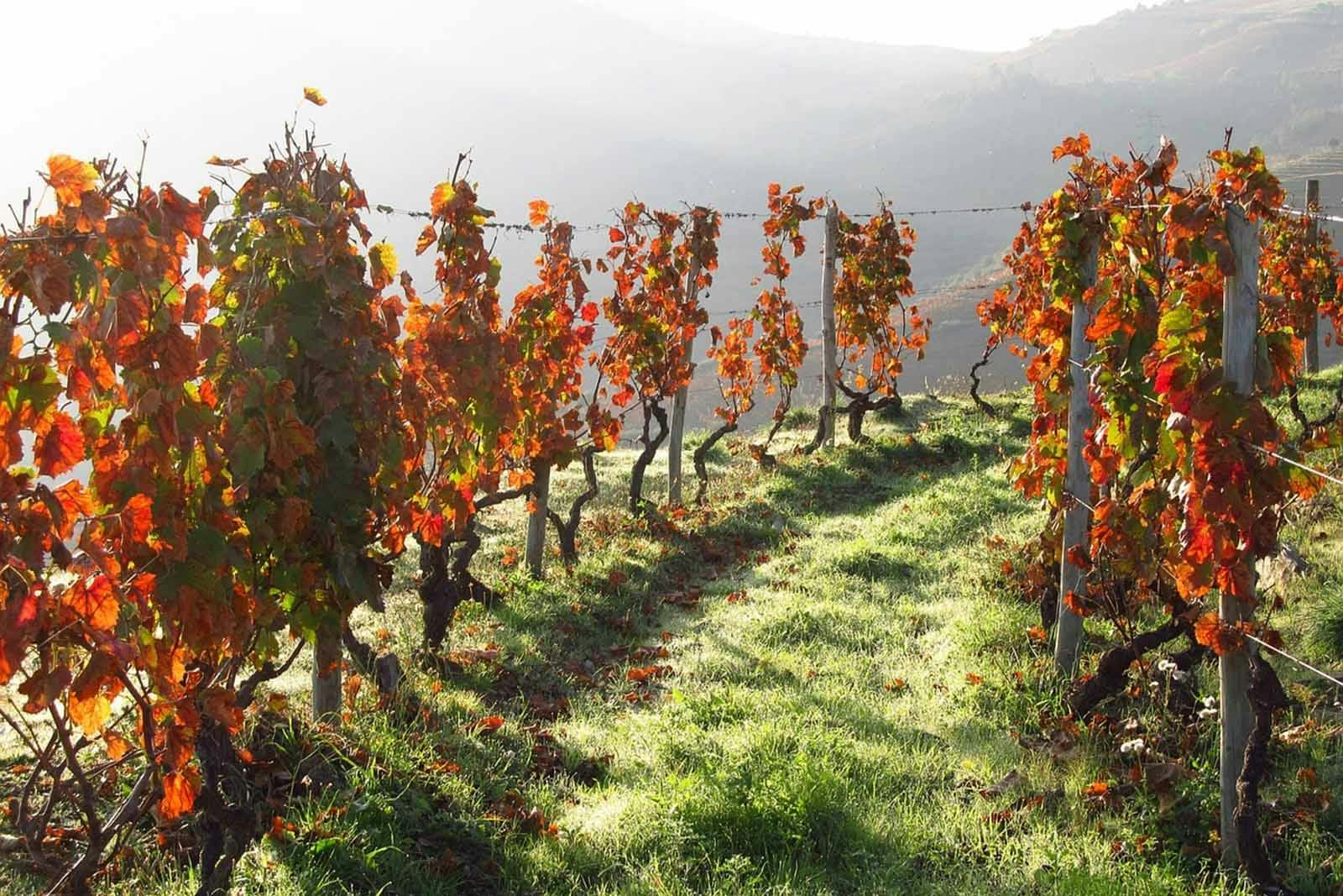 Unique camping location at a vineyard in Portugal.