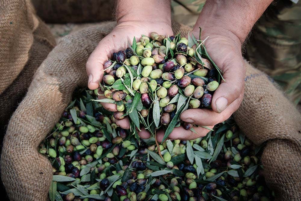 olives being picked this fall in Portugal