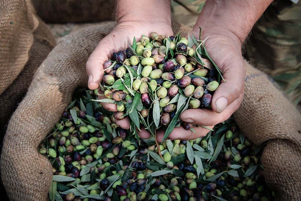 recolte et dégustation d'olives