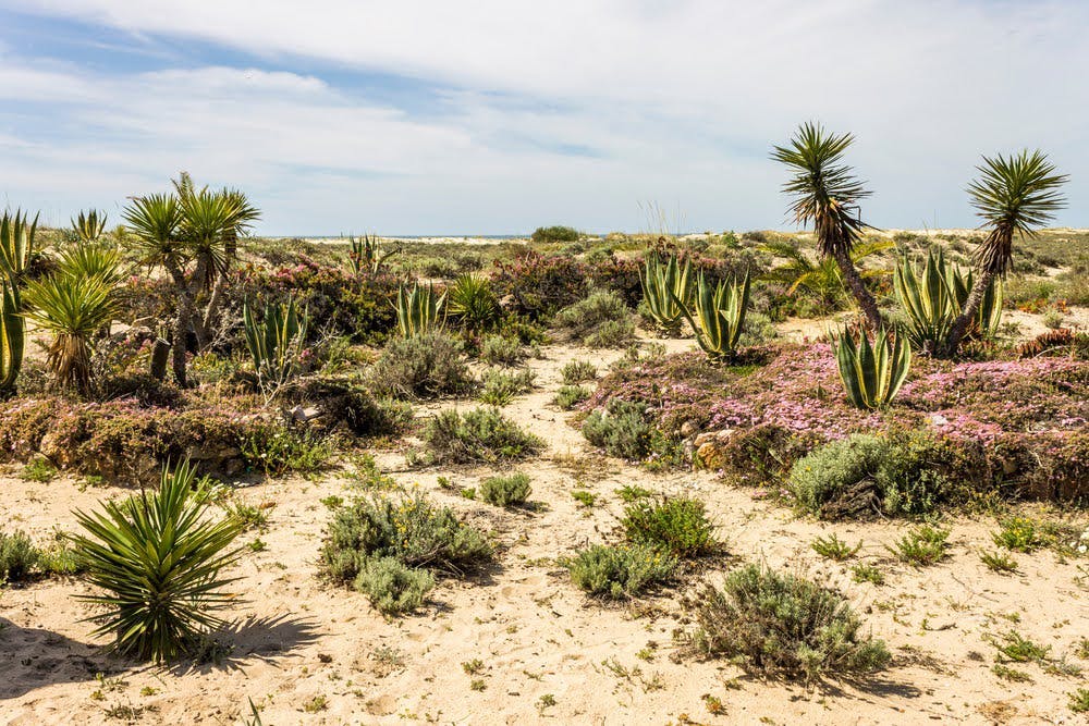 Rare fauna and flora on Praia do Barril
