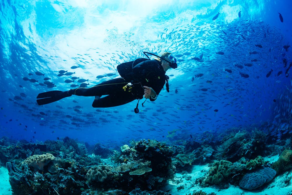 A scuba diver swimming in the ocean surrounded by a school of fish.