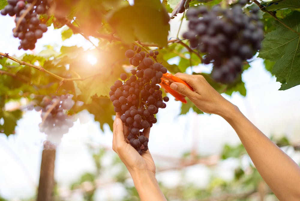 picking grapes in Portuhgal in fall