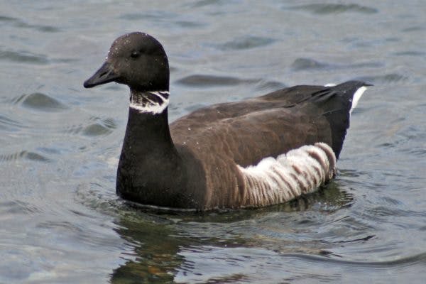 Brant duck