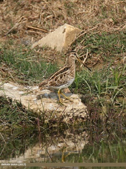 Common snipe