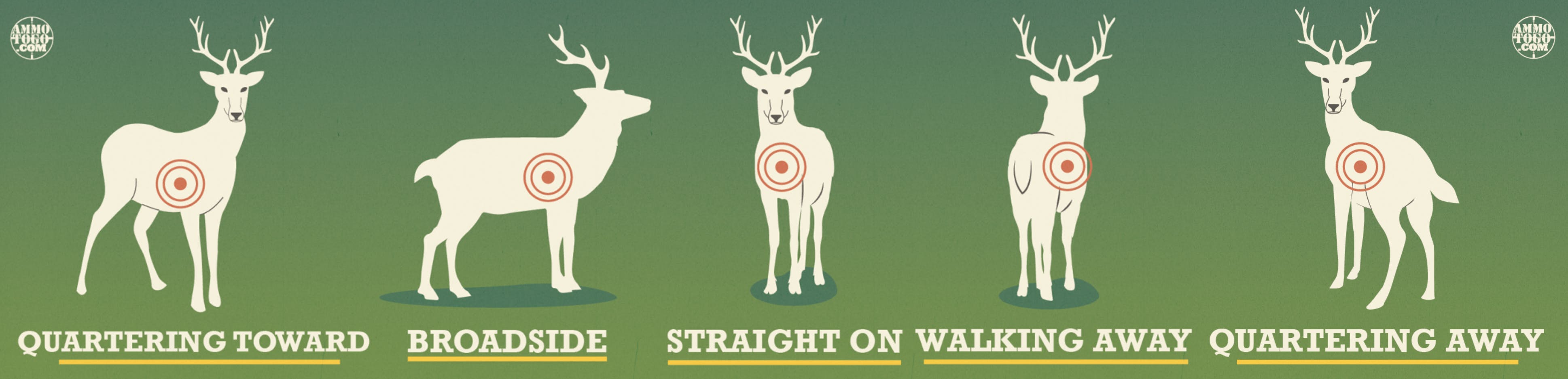 Where to shoot a deer