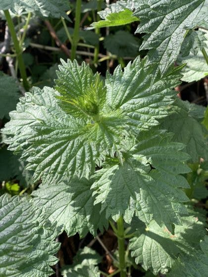 Stinging Nettle