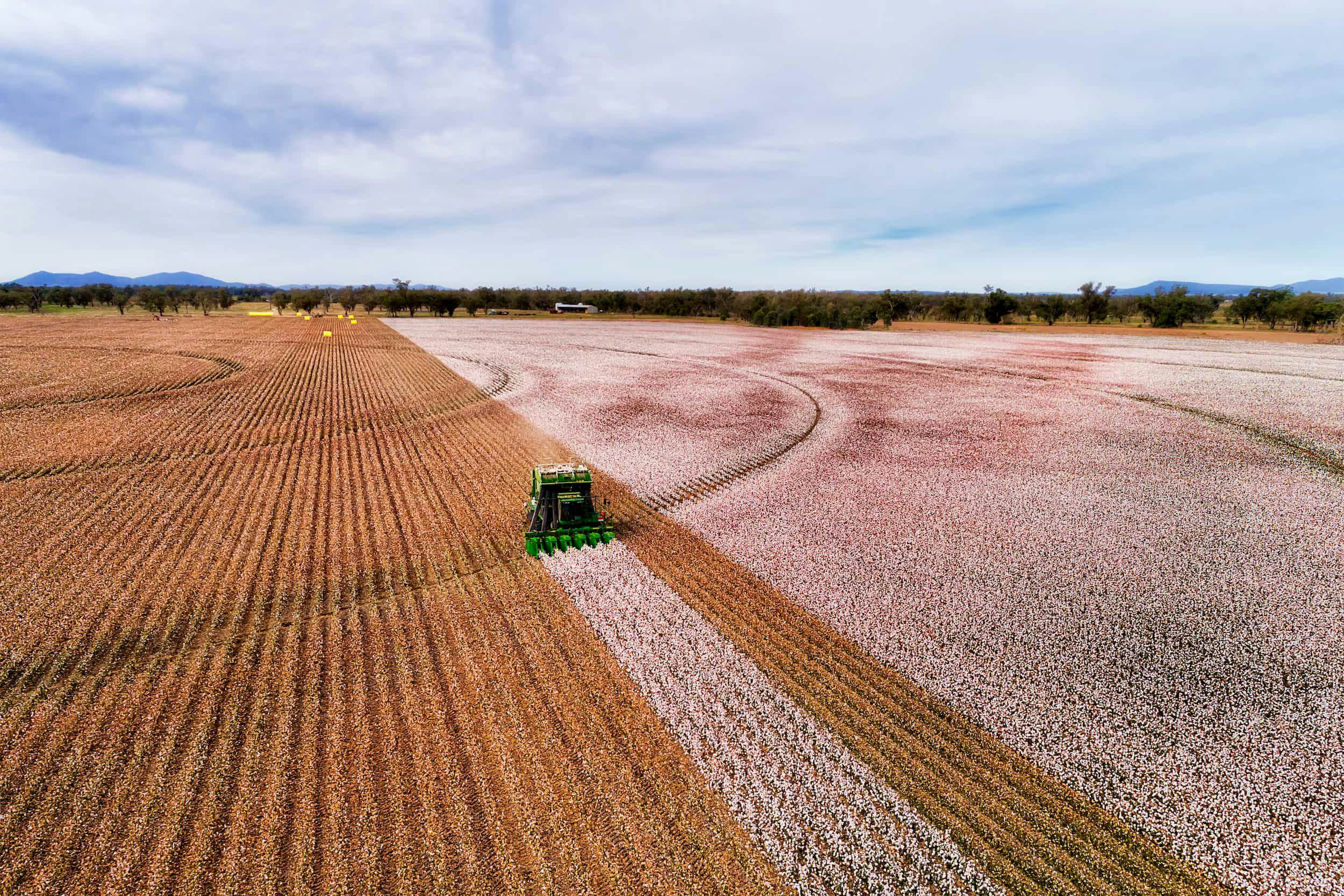 Farmer cultivates crops