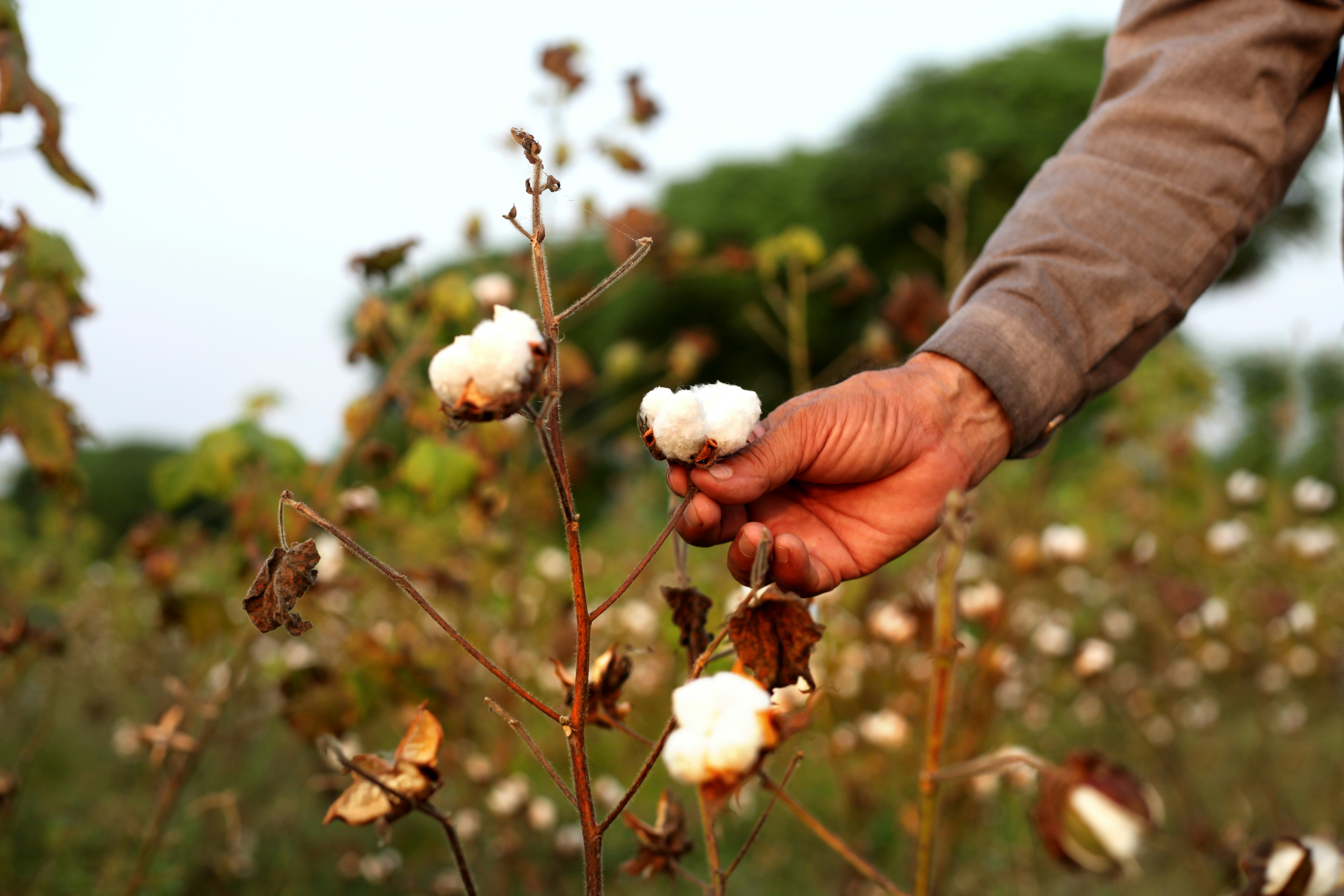 Cotton picking