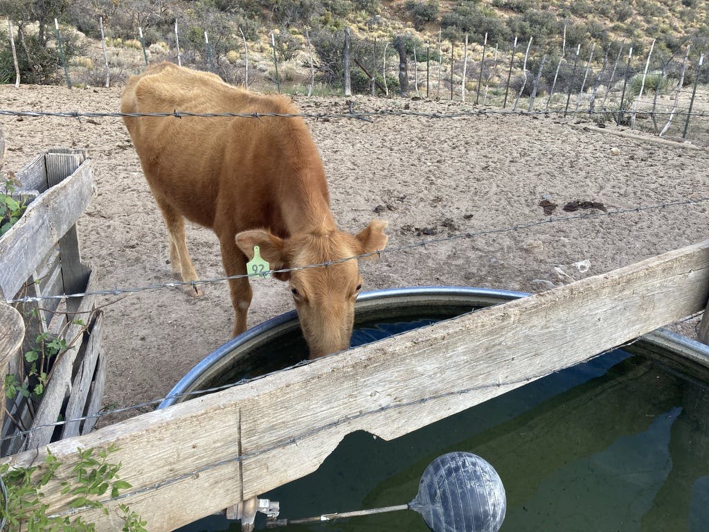 cow drinking