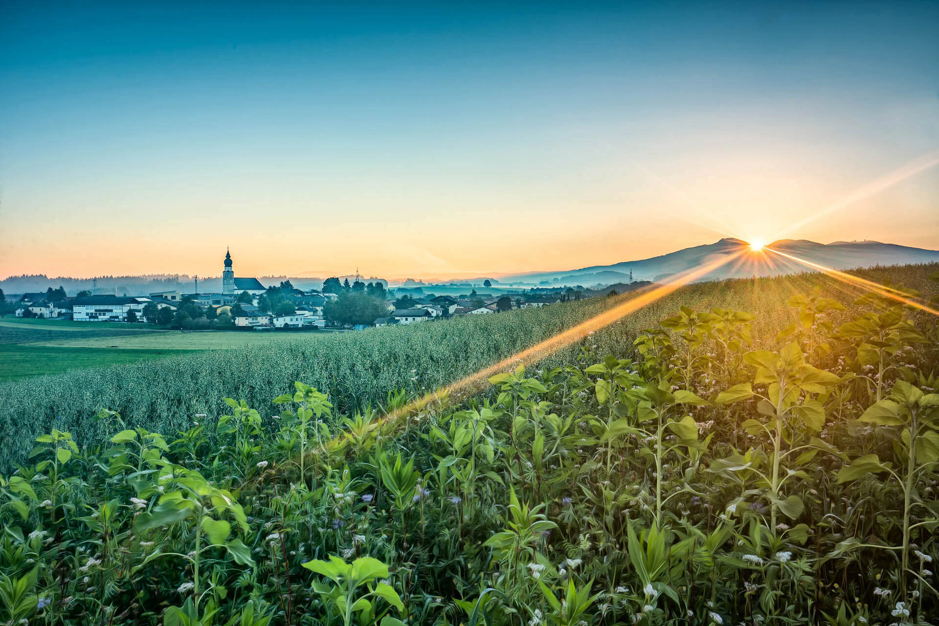 Das Bild zeigt eine weite, grüne Landschaft mit Feldern und Bäumen, über die warmes Sonnenlicht fällt. Die Sonne steht tief und taucht die Umgebung in eine ruhige, natürliche Atmosphäre – ideal für ländliches Wohnen und hohe Lebensqualität.